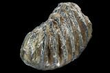 Partial Southern Mammoth Molar - Hungary #123660-2